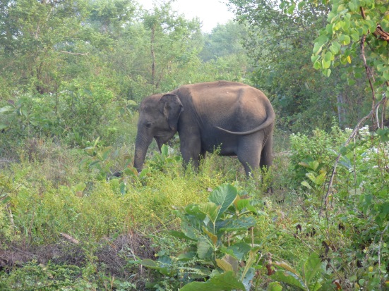 Elephant Spotting 