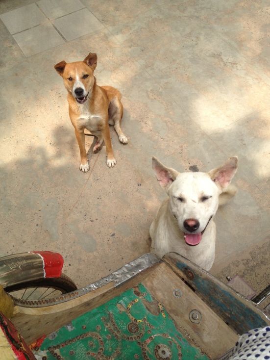Trying to get off a rickshaw, Sam and Nancy are waiting to put their muddy paws on my white pants!